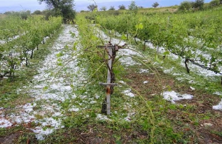 ΥΠΑΑΤ: Νομοθετική παρέμβαση για τη στήριξη των παραγωγών που επλήγησαν από τα ακραία κα…
